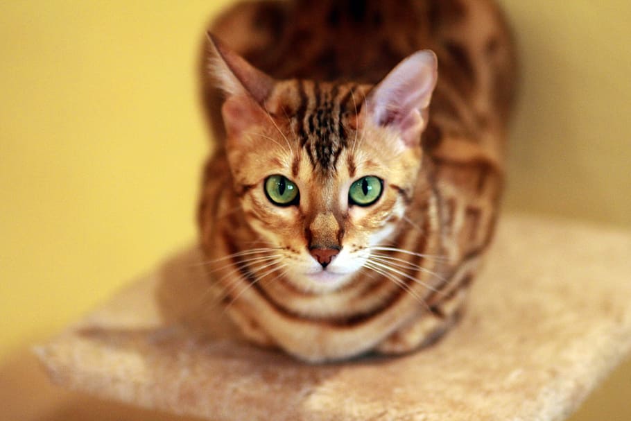 photo of brown cat sitting on cat pole, Bengali, Breed, Pet HD wallpaper