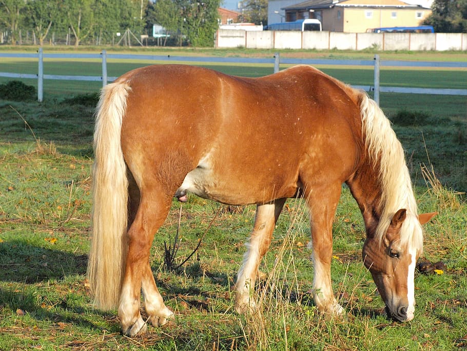 horse, coupling, pasture, eat, brown, mammal, domestic animals HD wallpaper
