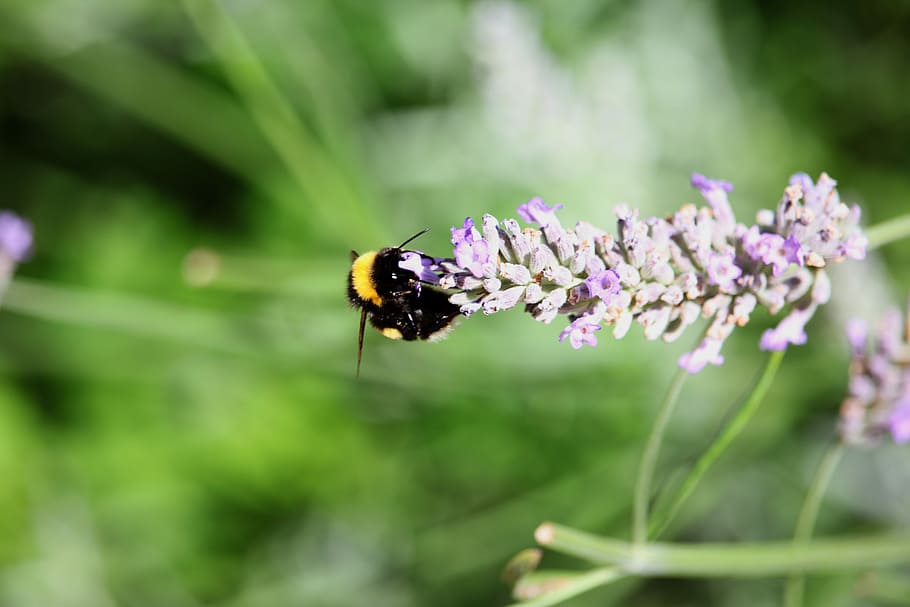 selective focus photography of bumble bee on flower, bumble bee perching on purple flower during daytime HD wallpaper