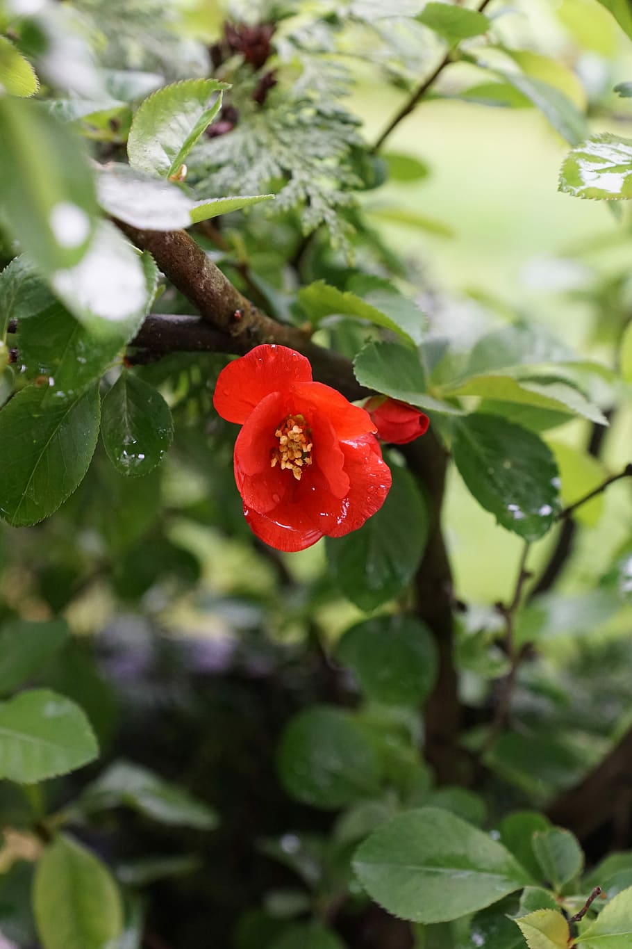 Japanese Cherry, Leaf, Tree, green, red, plant, flower, growth HD wallpaper