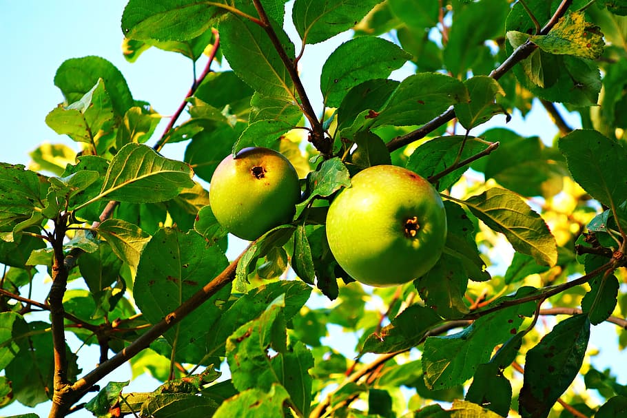 apple, fruit, food, fresh, nutrition, apple tree, branch, bough HD wallpaper
