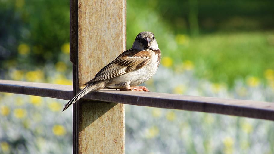 Sparrow, Bird, Nature, sitting, looking, animal, one animal HD wallpaper