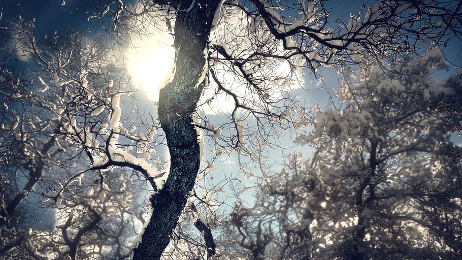 trees, plant, nature, forest, branch, snow, winter, cloud, sky HD wallpaper