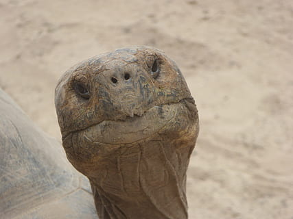 closeup of brown tortoise head, Turtle, Head, Face, Old, Turtle HD wallpaper
