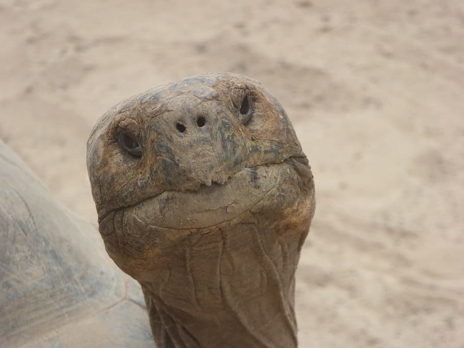 closeup of brown tortoise head, Turtle, Head, Face, Old, Turtle