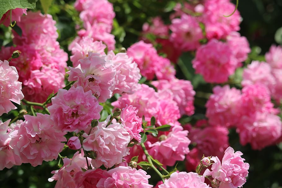 rose, pink, red, flowering plant, beauty in nature, pink color HD wallpaper