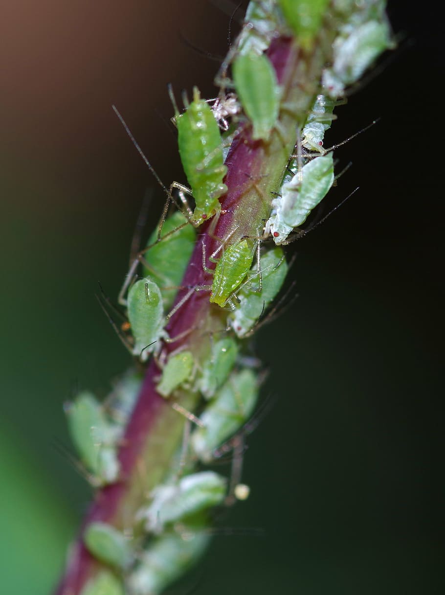 greenfly, pest, bugs, overcrowding, busy, macro, plant, close-up HD wallpaper