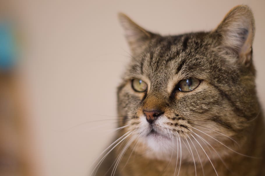 cute, cat, animal, mammal, one animal, animal themes, domestic HD wallpaper