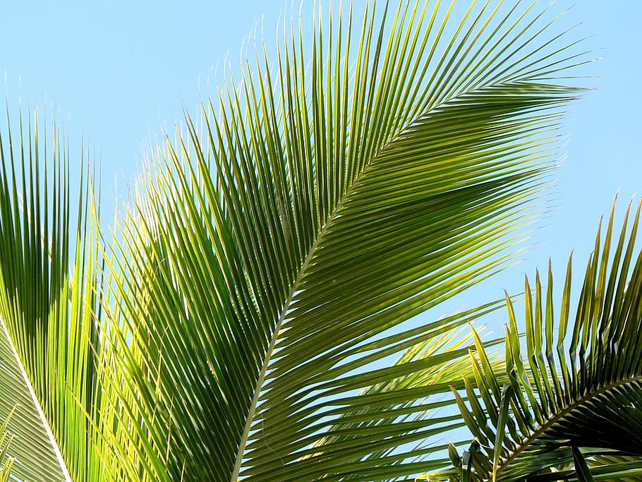 palm tree during daytime, tropics, palm leaf, indented, holiday HD wallpaper