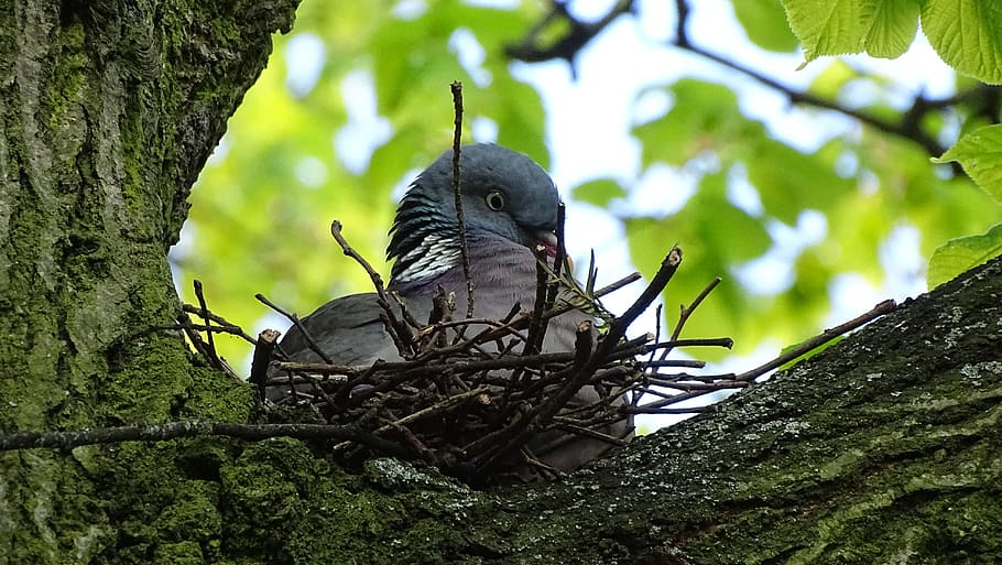 tree, nature, birds, animal wildlife, animal themes, animals in the wild HD wallpaper