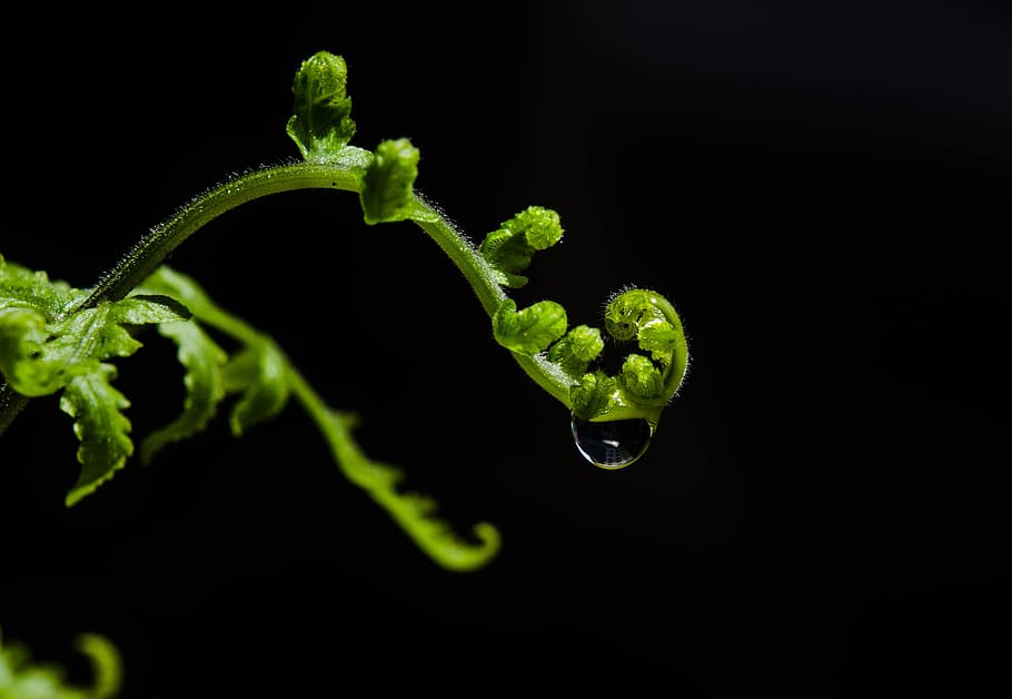 Leaf, Close Up, Water Drop, Garden, close up leaf, freshness HD wallpaper