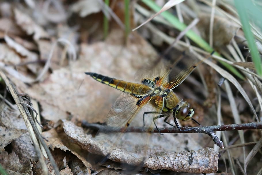 dragonfly, grass, insect, nature, closeup, blade of grass, dry grass HD wallpaper