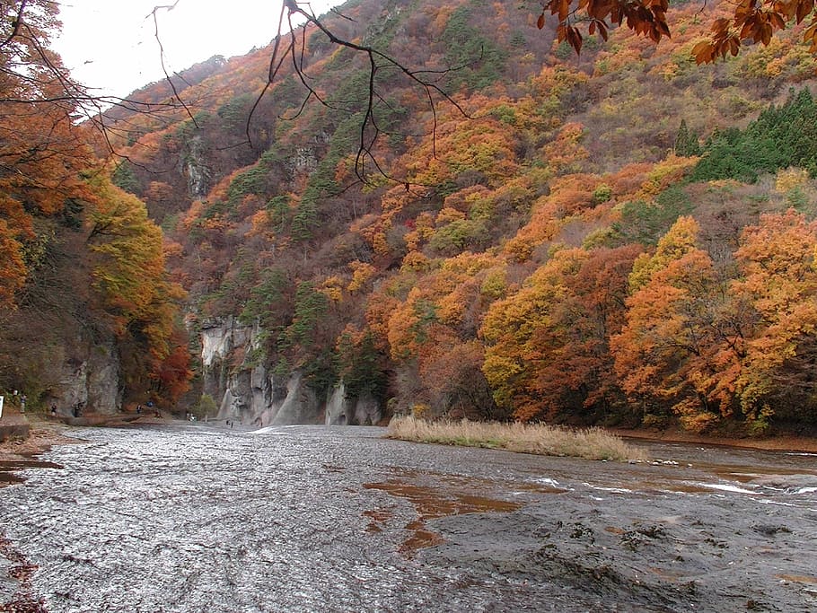 japan, maple, falls, tree, autumn, change, plant, scenics - nature HD wallpaper