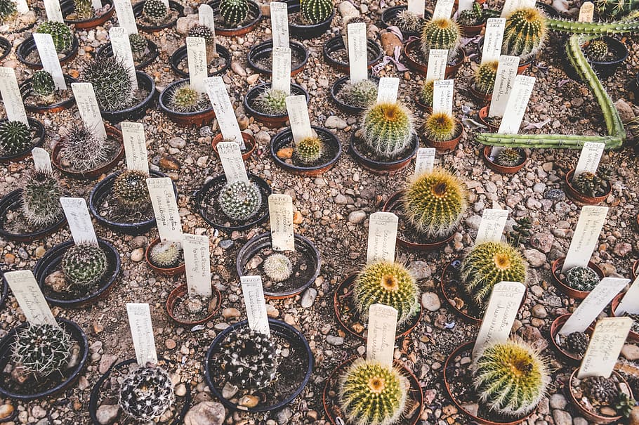 cactus plant on ground, flat lay photography of potted cacti HD wallpaper