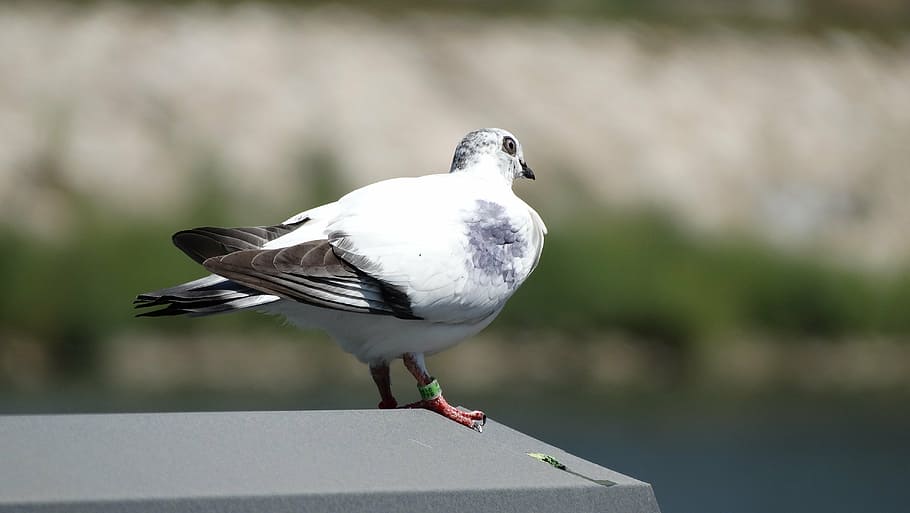 pigeon, ring, symbol, bird, animal wildlife, vertebrate, animals in the wild HD wallpaper