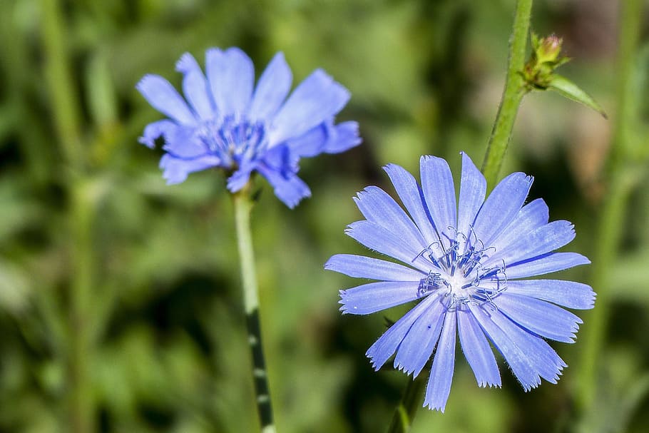 shallow focus of blue flowers, wild flower, tiny, filigree HD wallpaper