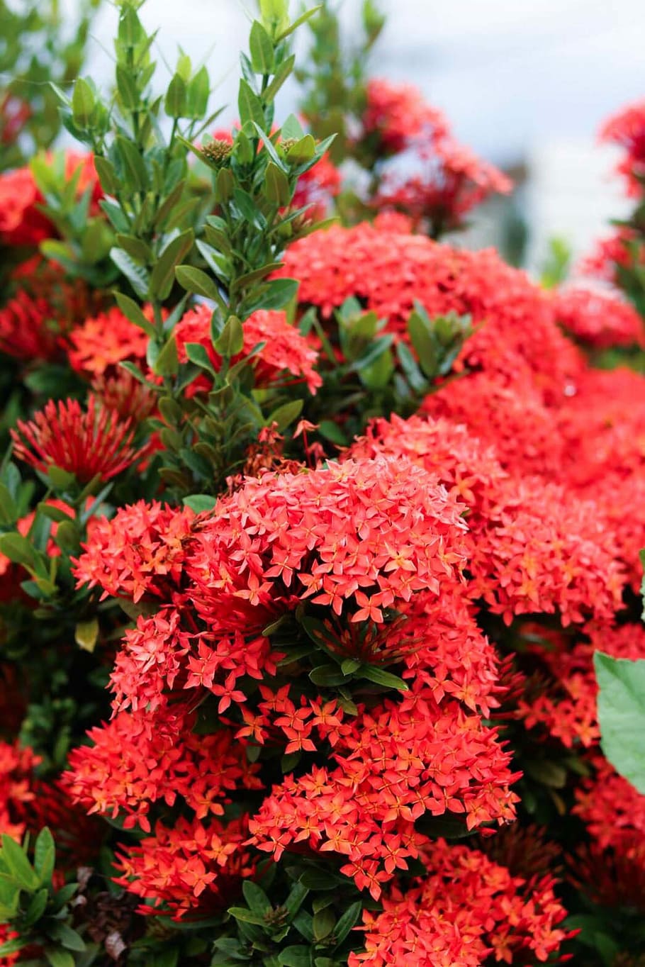 Flowers, Chaba, Spring, rose, red, flower pin, tree, growth HD wallpaper