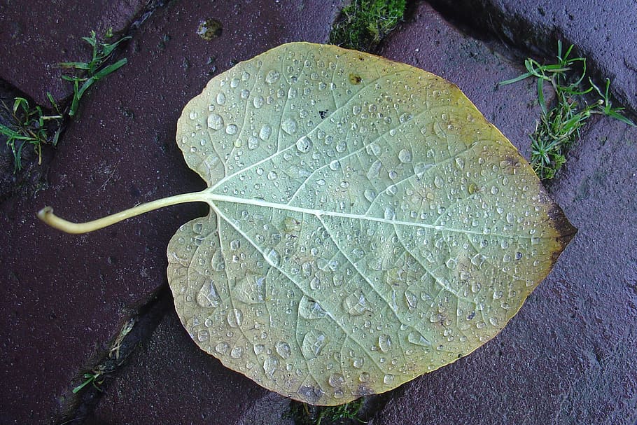 nature, drops, sheet, leaf, plant part, water, wet, high angle view HD wallpaper