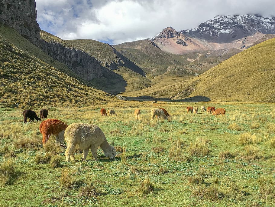 brown and white animals grazing on grass field at daytime, ecuador