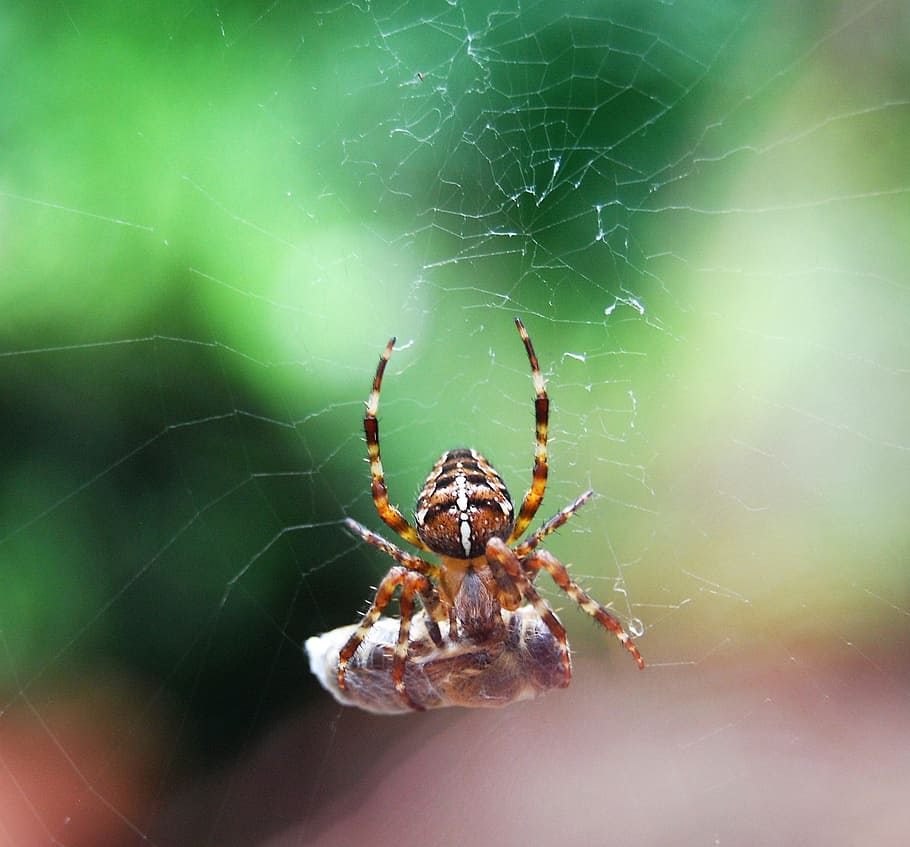 spider, prey, cocooned, cobweb, caught, kill, spinning up, arachnid HD wallpaper