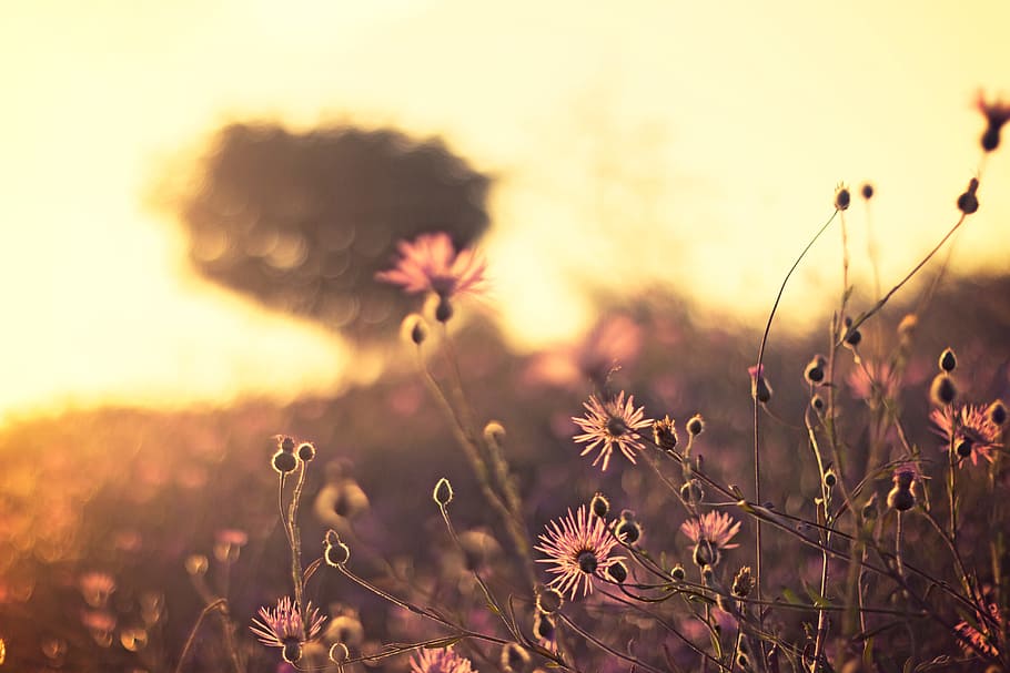 nature, field, wild, grass, flowers, harvest, sway, sky, dusk HD wallpaper
