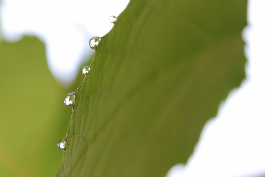 rain, drop, leaf, nature, drops plant leaves, water, natural HD wallpaper