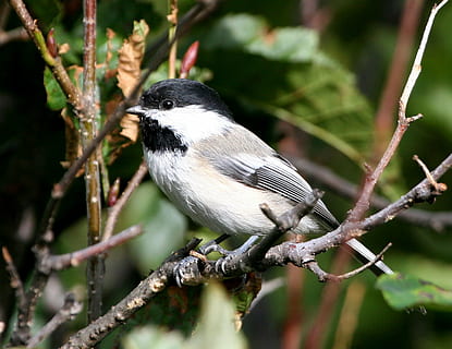 bird, chickadee, capped, black, birds, animals, fauna, animal themes HD wallpaper