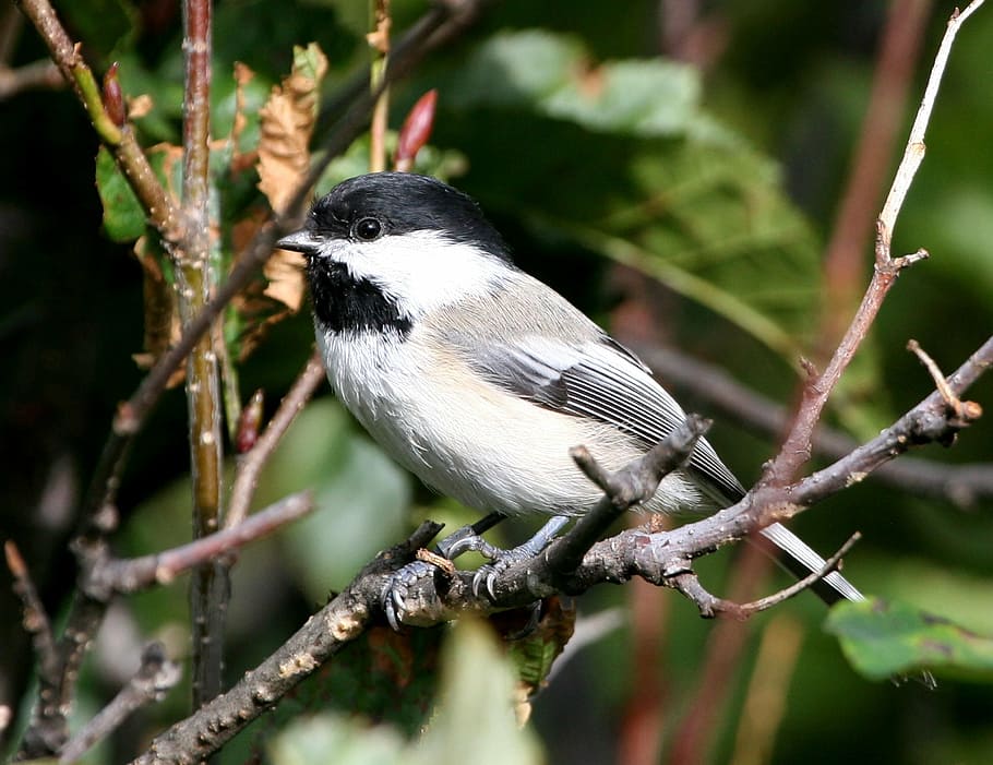 bird, chickadee, capped, black, birds, animals, fauna, animal themes HD wallpaper