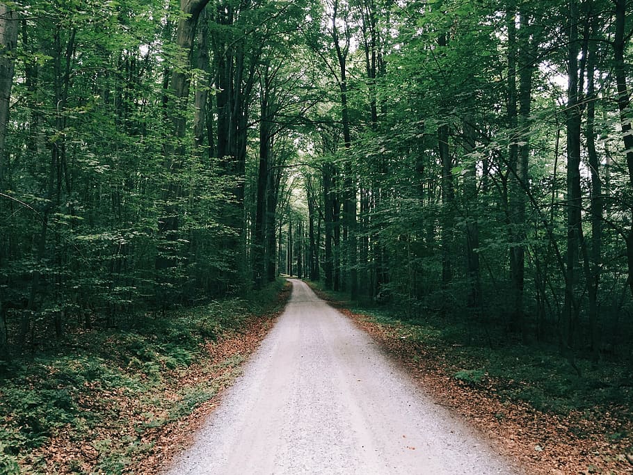 empty road in between trees at daytime, woods, forest, green HD wallpaper