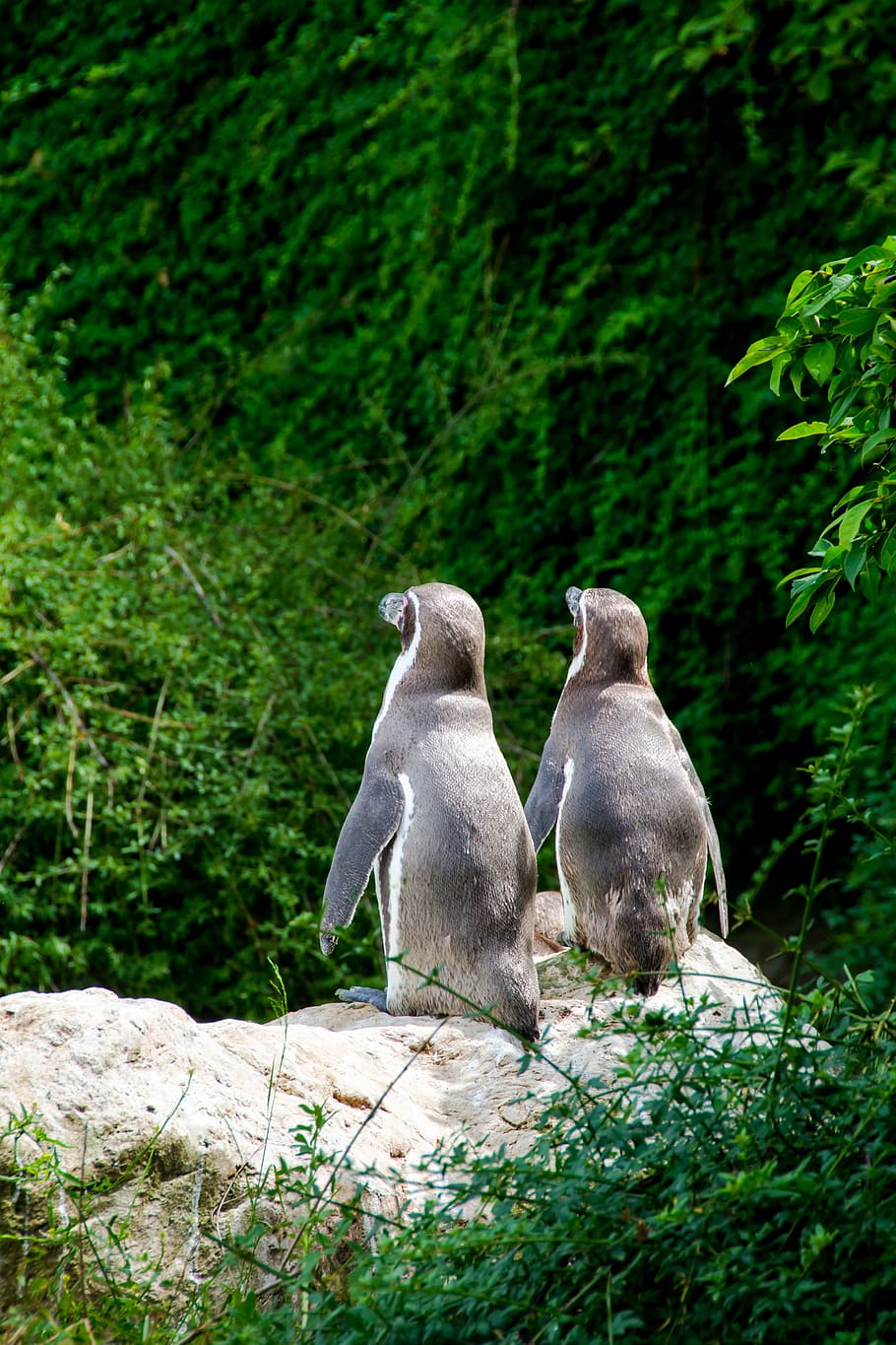 penguin, sweet, together, two, animal, cute, curious, recovered HD wallpaper