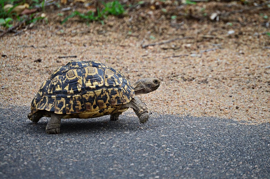 leopard tortoise, nature, wildlife, animals, fauna, africa