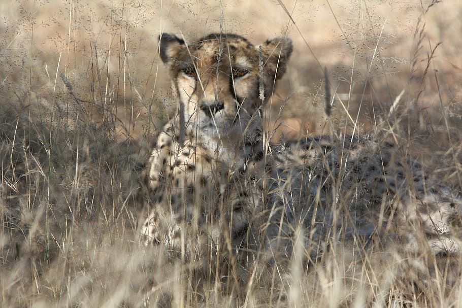 Wildlife photography of cheetah, namibia, nature, wild animals HD wallpaper