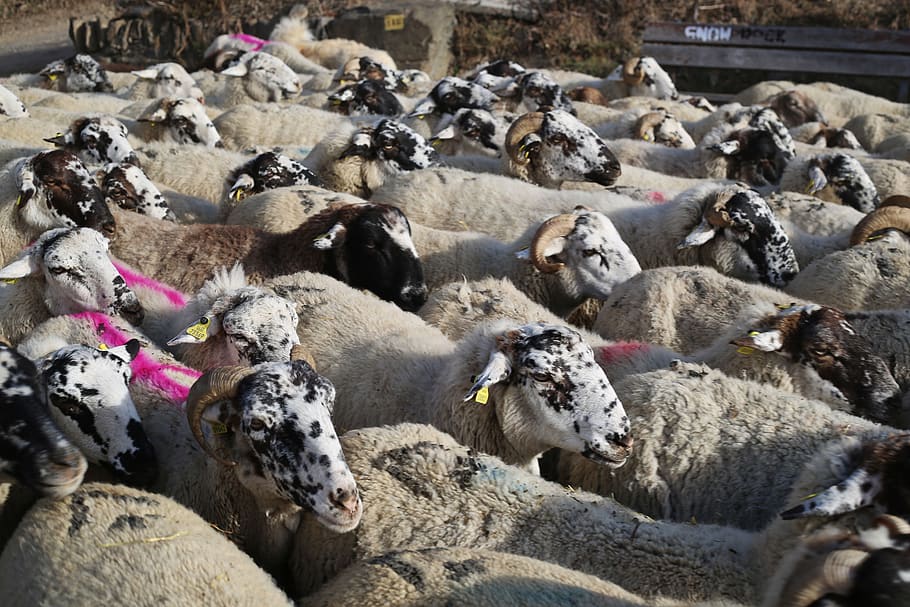 sheep, flock, pastor, animal themes, mammal, group of animals HD wallpaper
