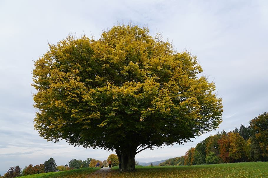 green tree, meadow, autumn, age, park, zollikon, zurich, walk HD wallpaper