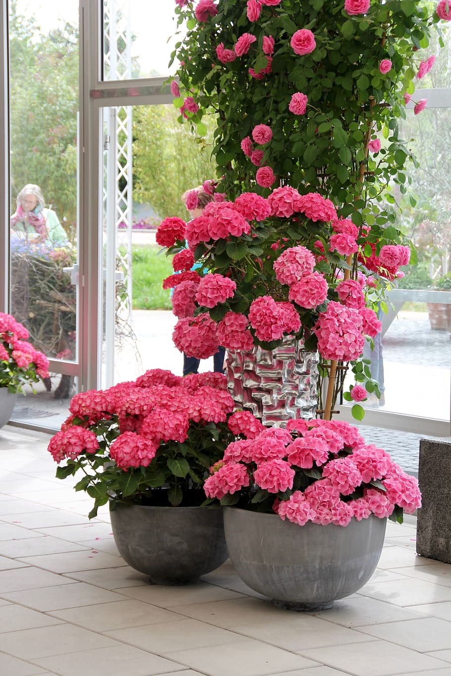 hydrangeas, pink, decoration, flower buds, hydrangeas ball HD wallpaper