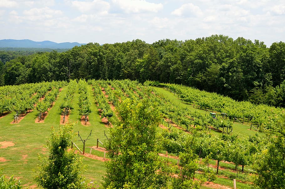 green trees, vineyard, winery, landscape, outdoors, north georgia, HD wallpaper