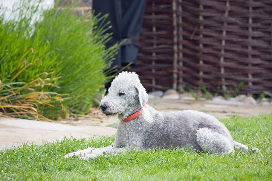 Bedlington Terrier, Dog, Canine, Animal, pet, breed, cute, laying, HD wallpaper