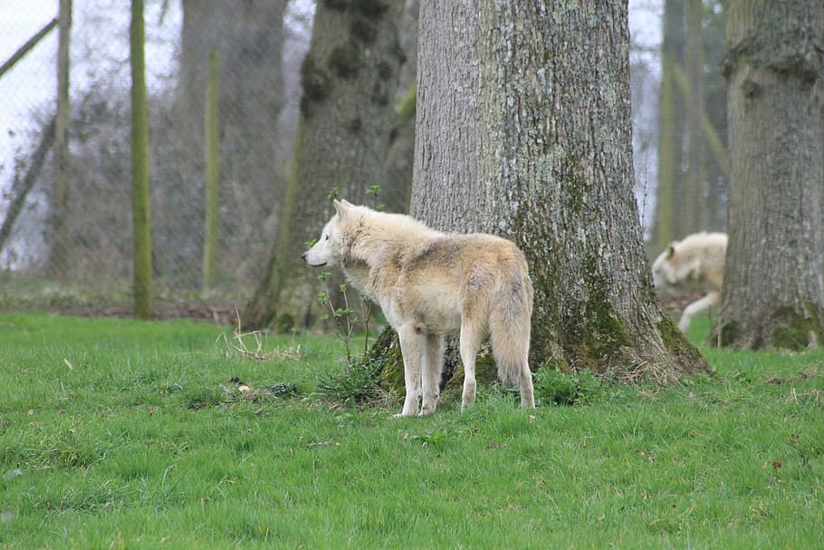 Wolfs, Trees, Animals, Zoo, one animal, grass, animal themes HD wallpaper