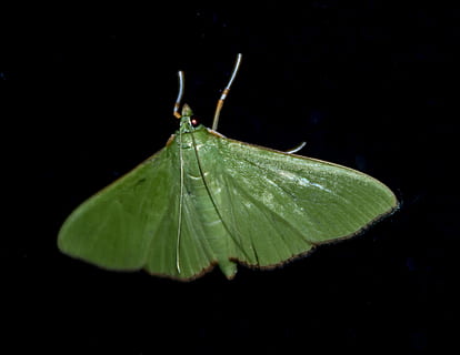 moth, insect, large, green, wild, wing, night, queensland, australia HD wallpaper