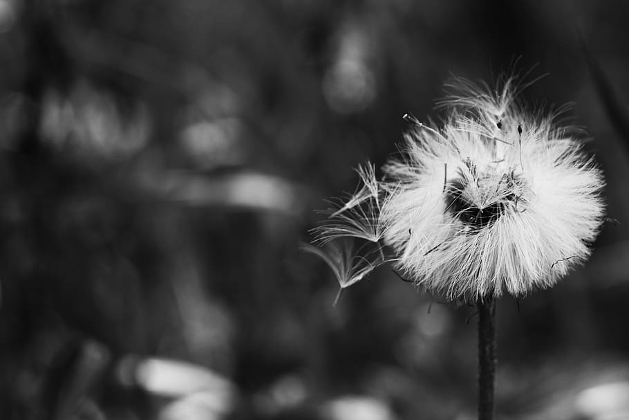 flower, spring, nature, spring flower, focus on foreground HD wallpaper