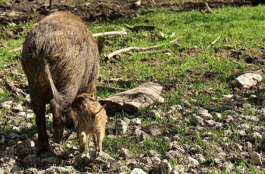 wild boars, small pigs, mini, cute, sweet, funny, play, mammal HD wallpaper