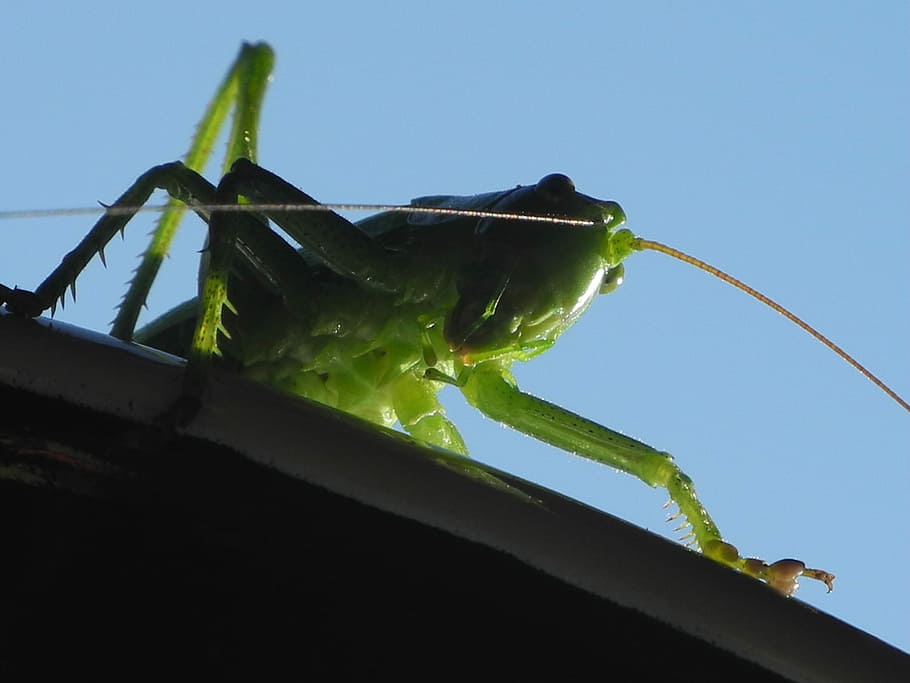 Grasshopper, Close, Insect, green, animal, invertebrate, nature HD wallpaper