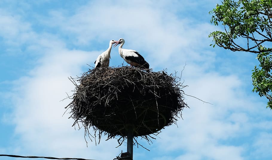 storks, summer, love, happiness, closeness, nature, bird, animal nest HD wallpaper