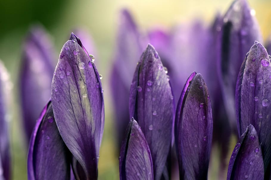 close up photography green leaf plant, crocus, meadow, purple HD wallpaper