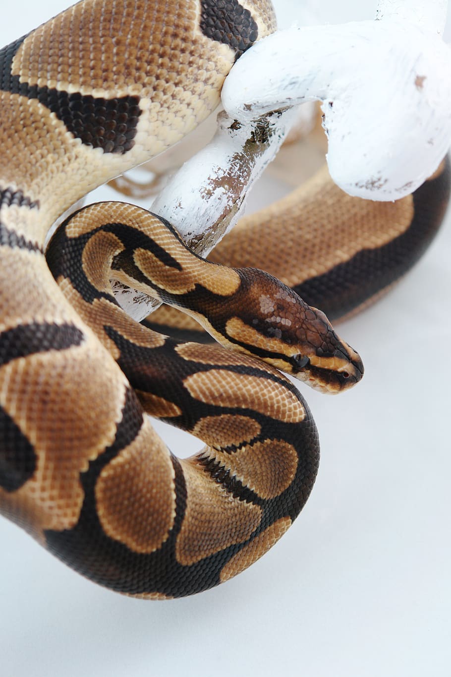 snake, reptile, animal, creature, nature, pet, python, constrictor, HD wallpaper