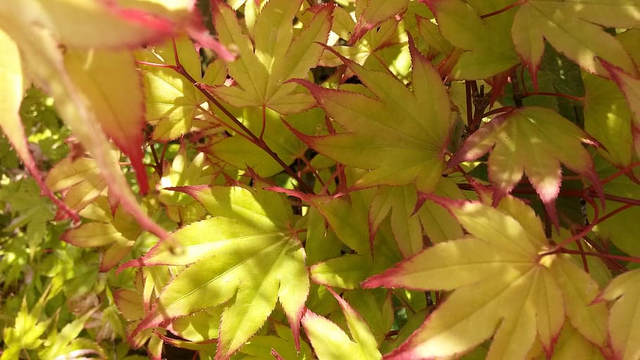 maple, japanese, zen, elegance, plant, leaf, plant part, growth HD wallpaper