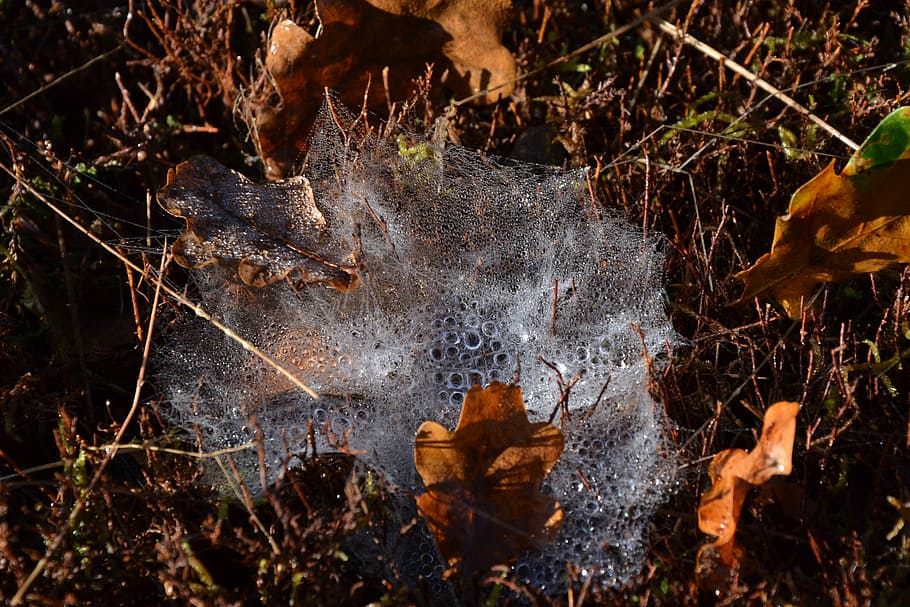 canvas, spider, spider web, macro, the nature, autumn, leaf HD wallpaper