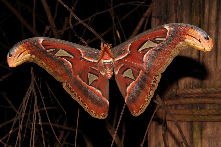 moth, giant moth, atlas, insect, nature, natural, wild, creature HD wallpaper