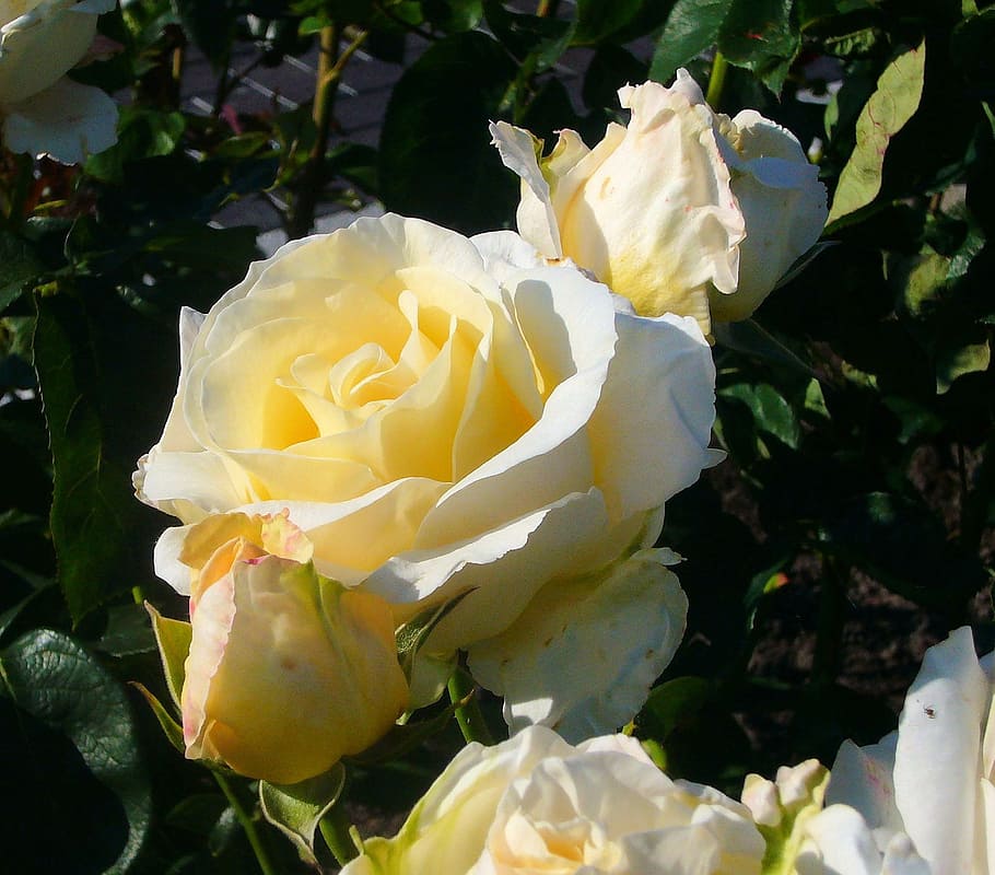 rose, white, flower, dufted, flowering plant, beauty in nature HD wallpaper