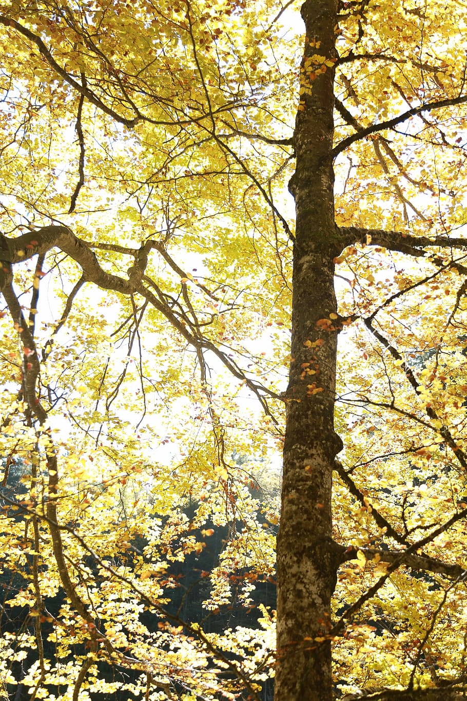 Tree, Nature, Fall, Forest, autumn, landscape, leaves, orange HD wallpaper